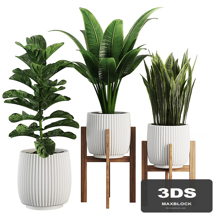 Indoor Plant SetV30 - Sansevieria Banana Ficus