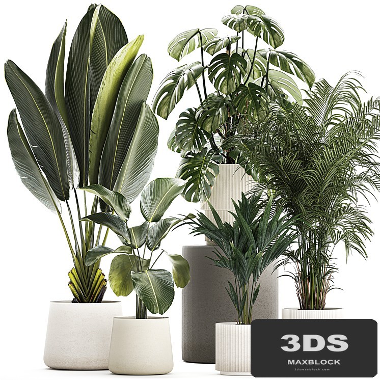 Beautiful plants in pots and flowerpots palm Howea, monstera, Ravenala, Strelitzia, Calathea. set of plants 1320