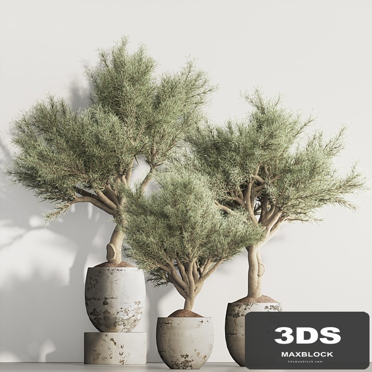 olive Tree and Indoor Plant Set 95