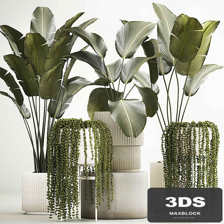 Hanging plants Succulents Rowley and Calathea lutea, Strelitzia in pots. Set of plants 1322