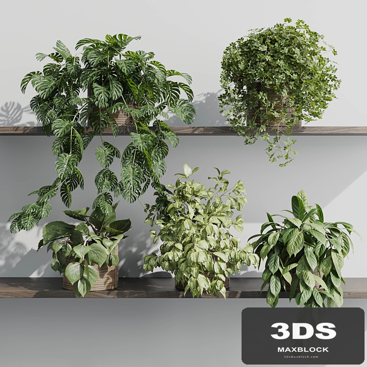 wall plant - set Indoor plant 408 plants on shelf in handmade wooden basket