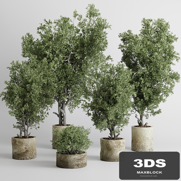 outdoor plant set 166 pot old olive tree concrete old vase