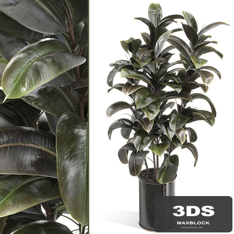 rubber tree 019