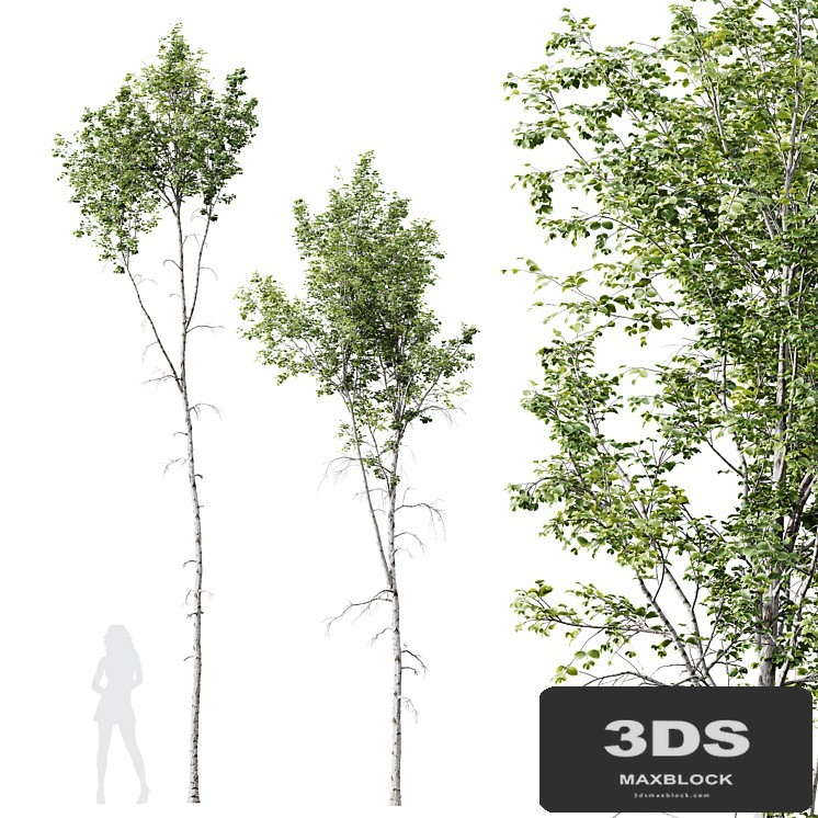 HQ Plants Betula Pendula02