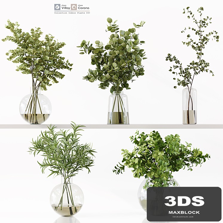 Collection Indoor Plants 049