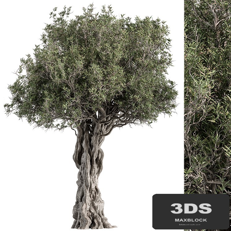 Olive Tree Set 194