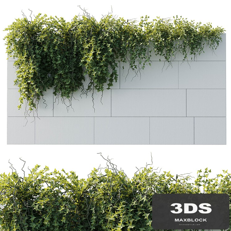 ivy hanging from the wall - outdoor plants set 173