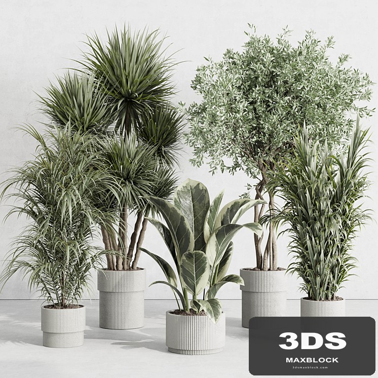 indoor plant set 414 plant ficus elastica tree palm bush concrete vase