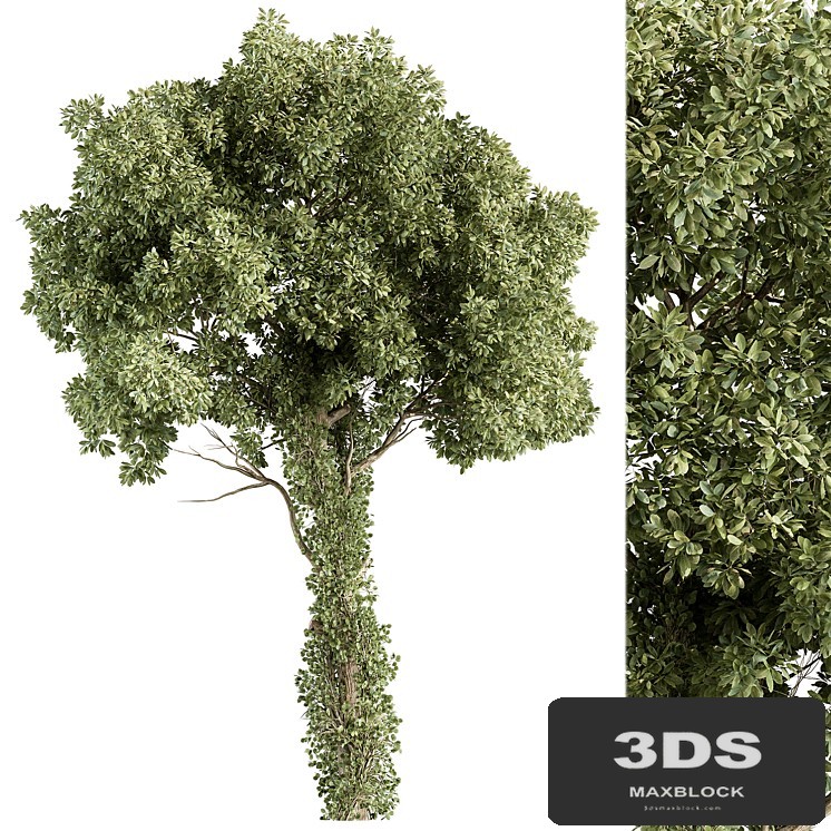 Elm Tree - Tree Set 230