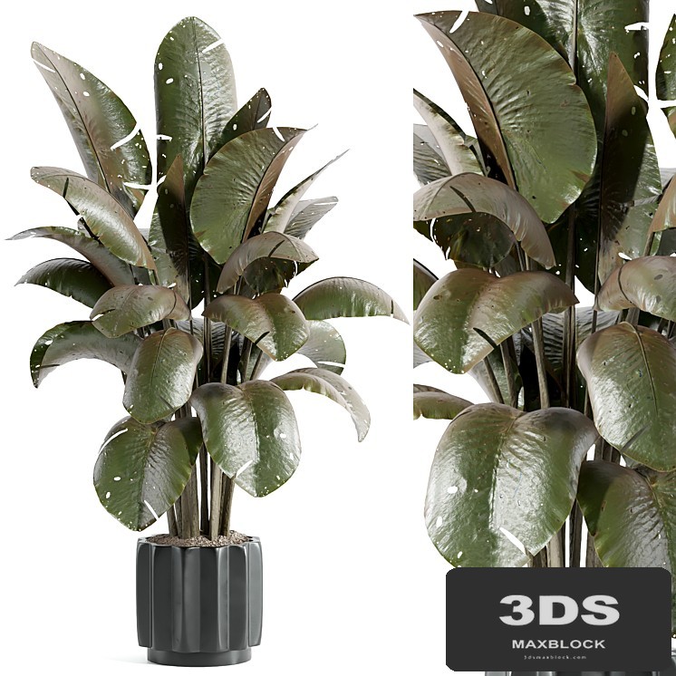 indoor plant - set 32