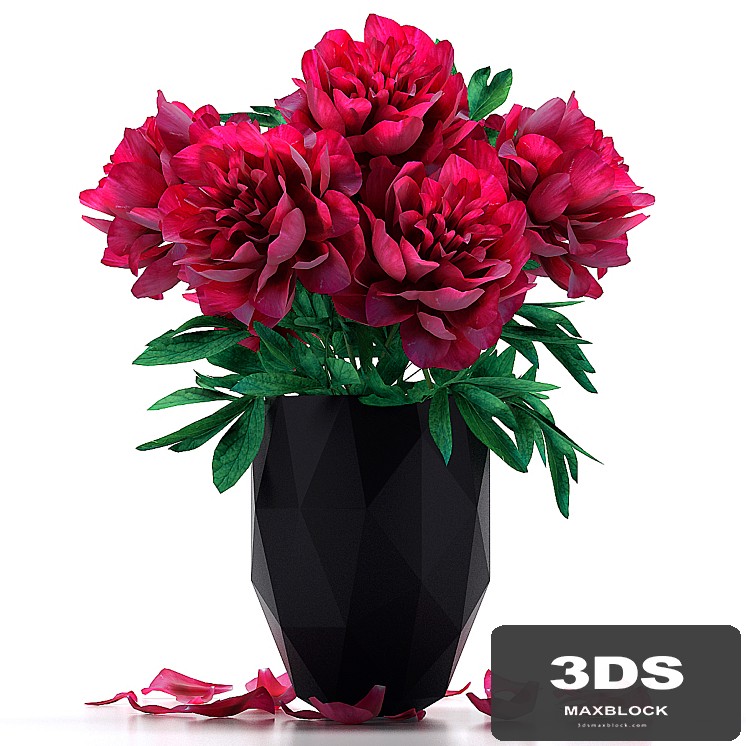 Peonies