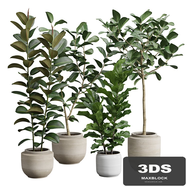 Ficus Pack