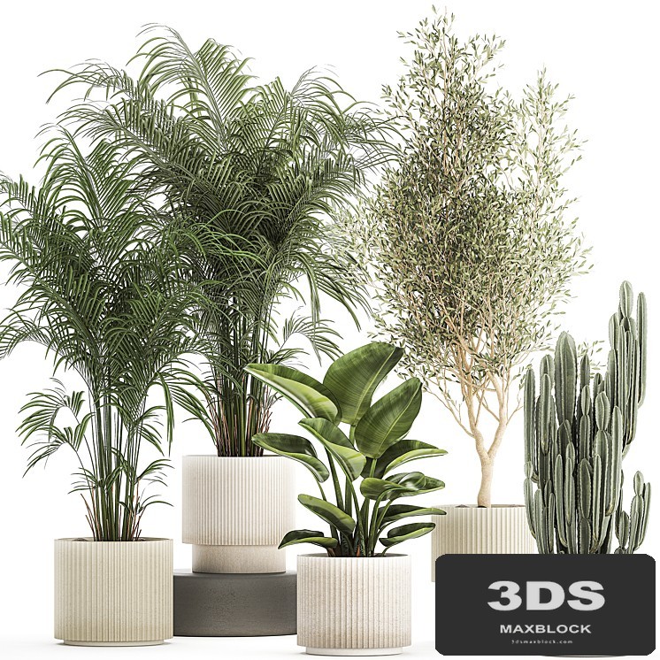 Collection of plants in modern white pots with small indoor lush palm trees Howea, olive tree, cactus, strelitzia. Set 1368.