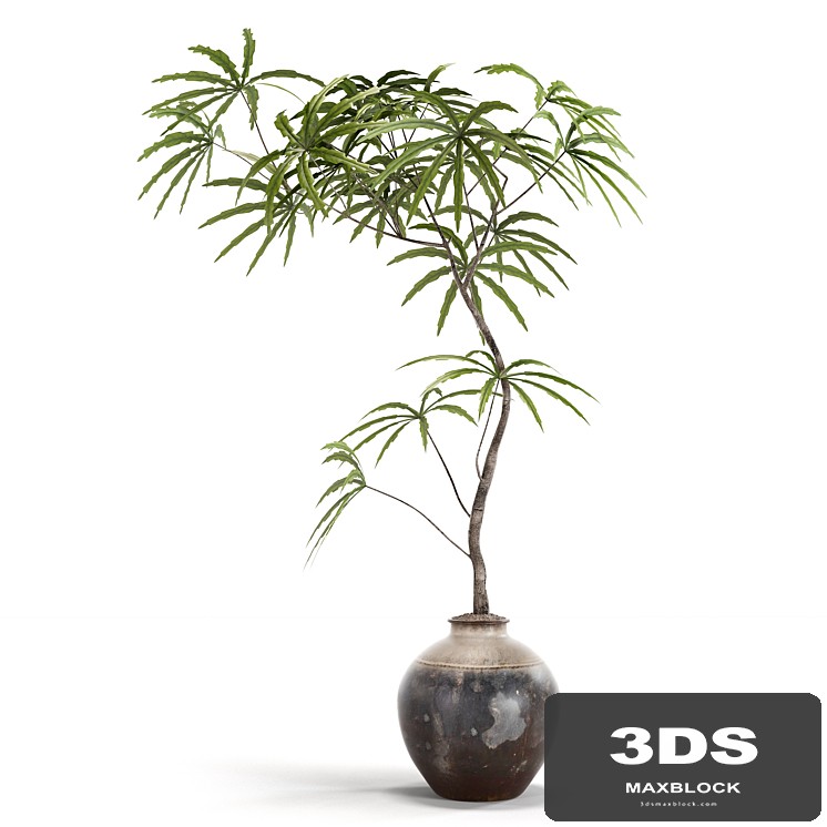 indoor plants