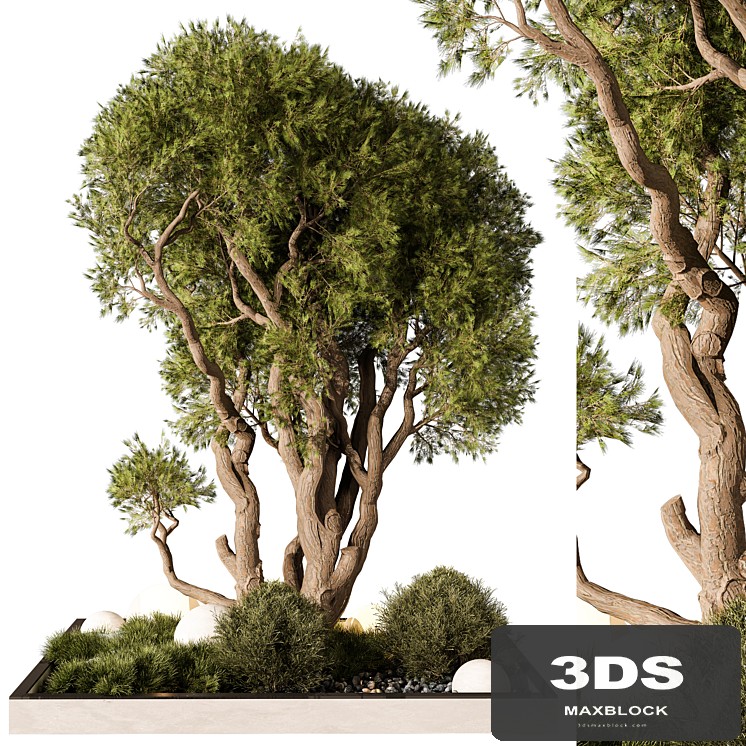 Outdoor Plant 247