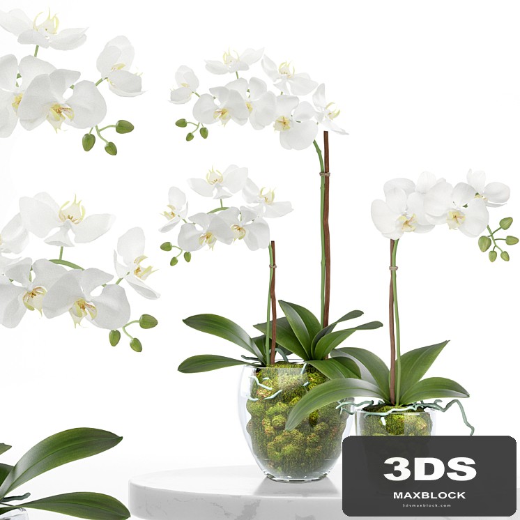treez plants set 28