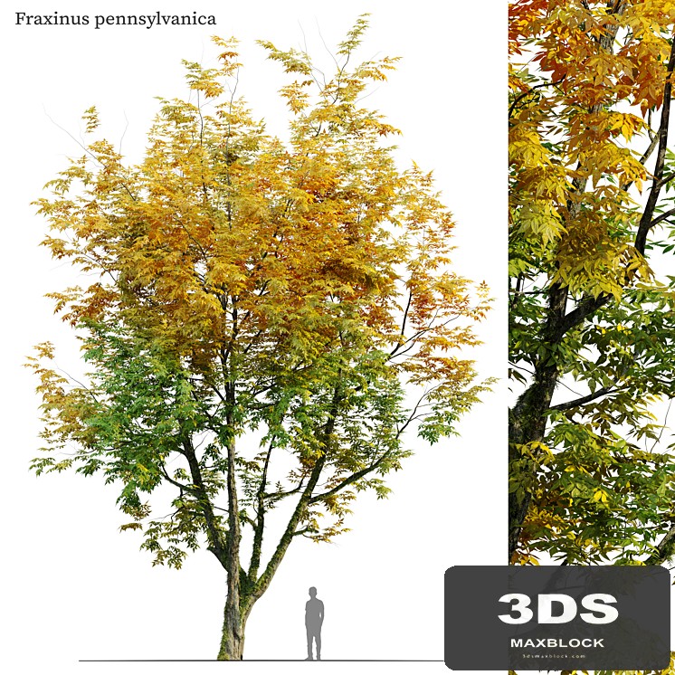 Autumn fraxinus pennsylvanica