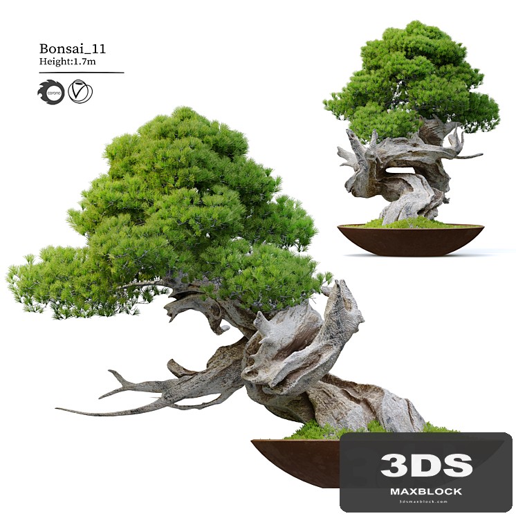 Bonsai plant 11