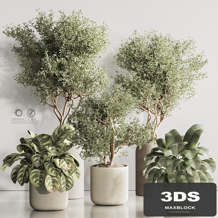 Indoor Plant Set 121