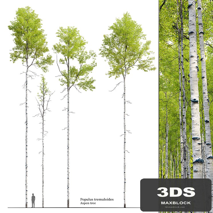 Aspen tree 04