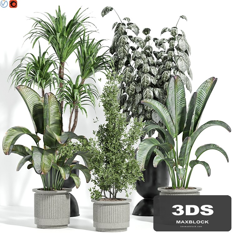 Indoor plants 42
