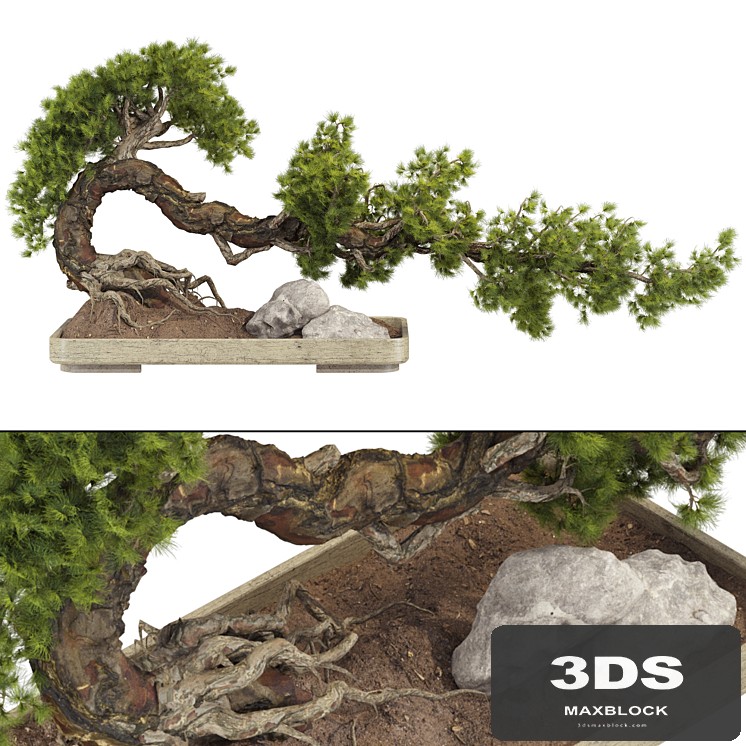 Bonsai Tree 229