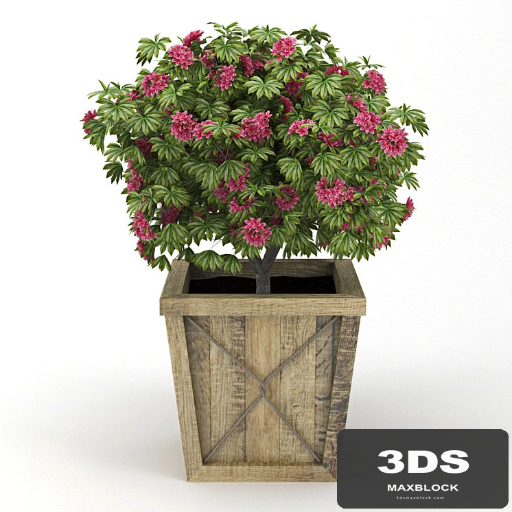 Rhododendron