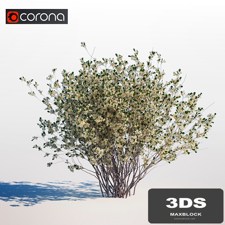 Amelanchier canadensis