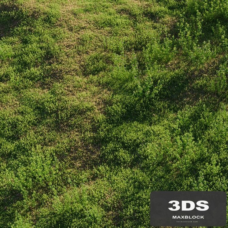 Meadow grasses: alfalfa and bluegrass (July)