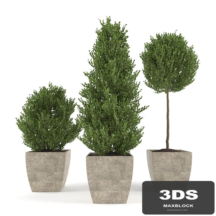 Boxwood - Set 1