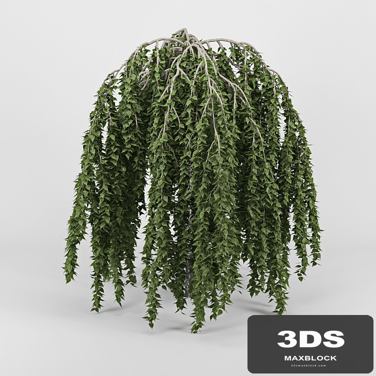 Betula