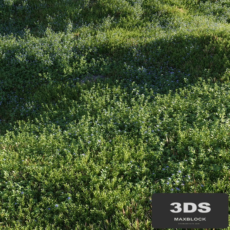 Lawn: Speedwell and bluegrass (March)