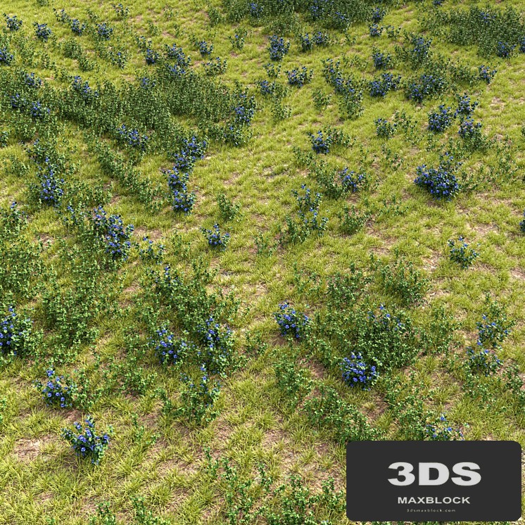Meadow 2