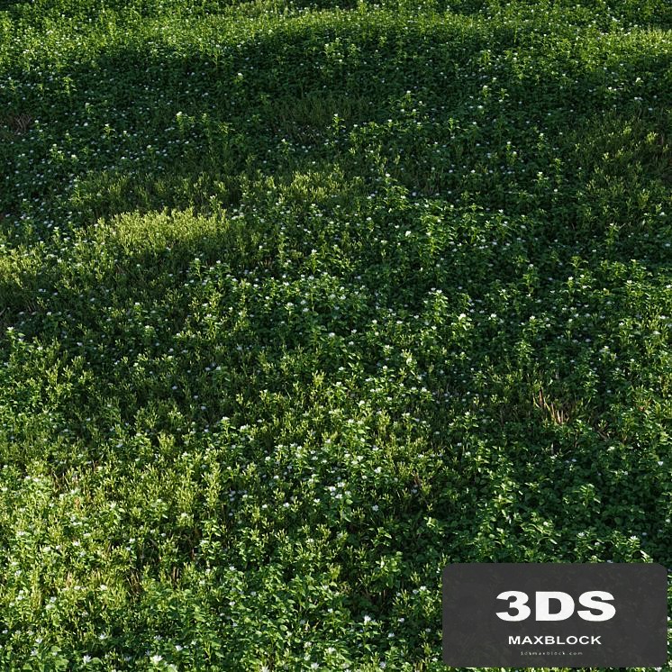 Lawn: Chickweed (chickweed) and bluegrass