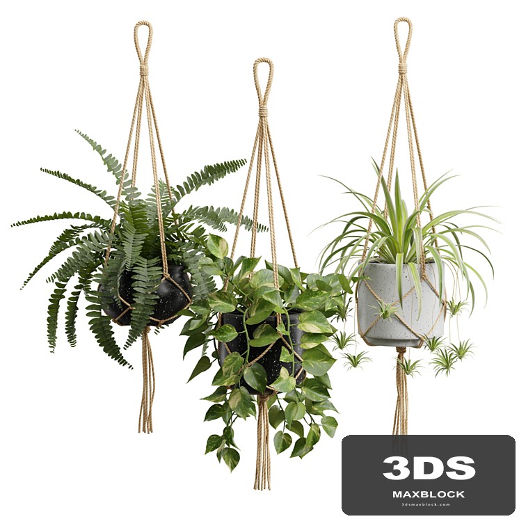 Hanging Plants 01