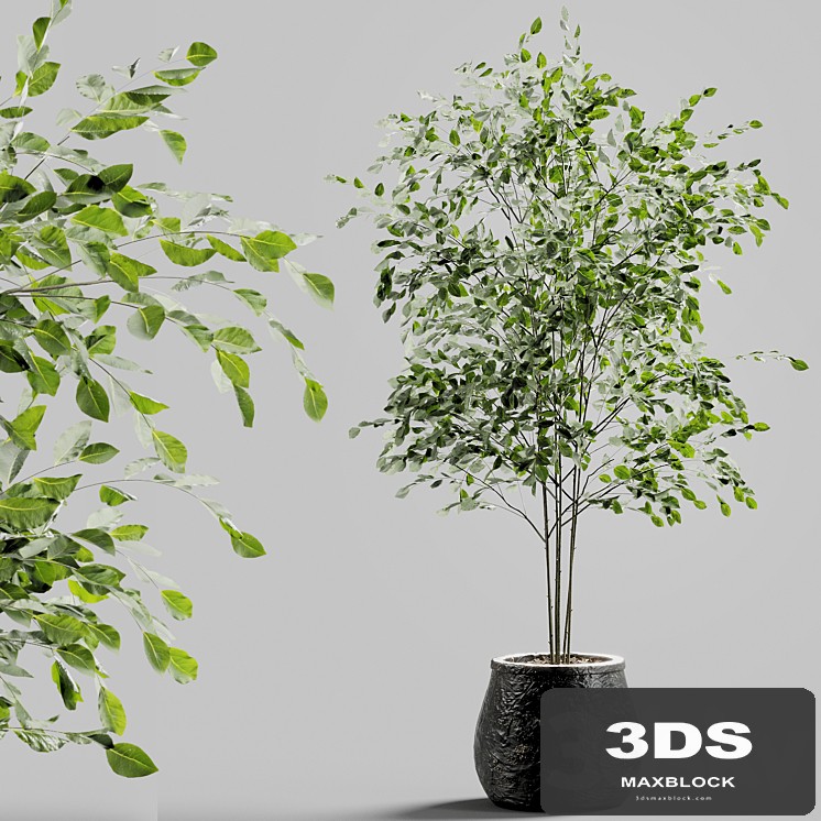 Branches in vases 27