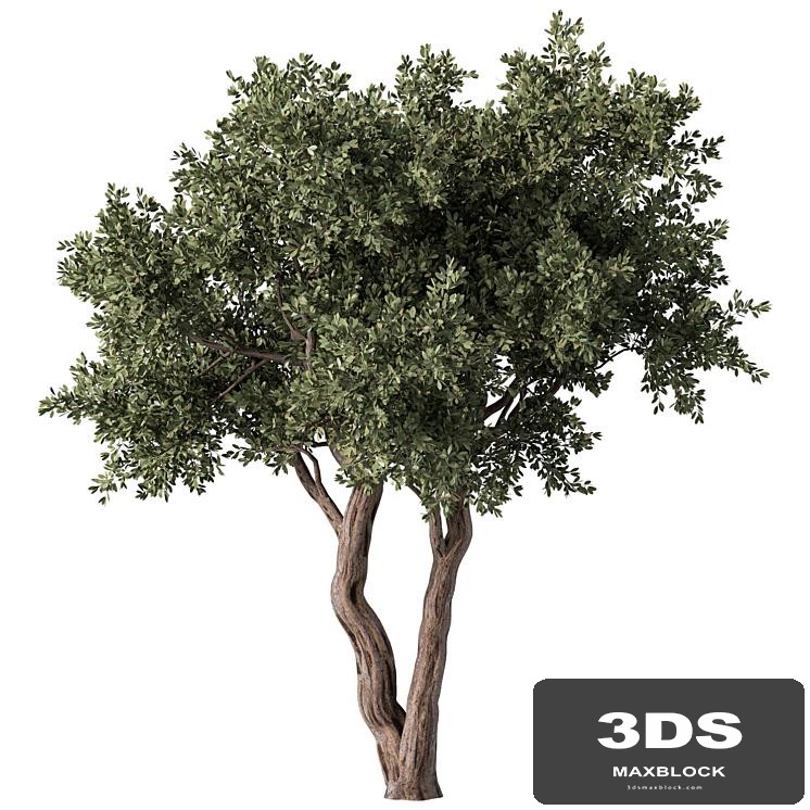 Tree No.59