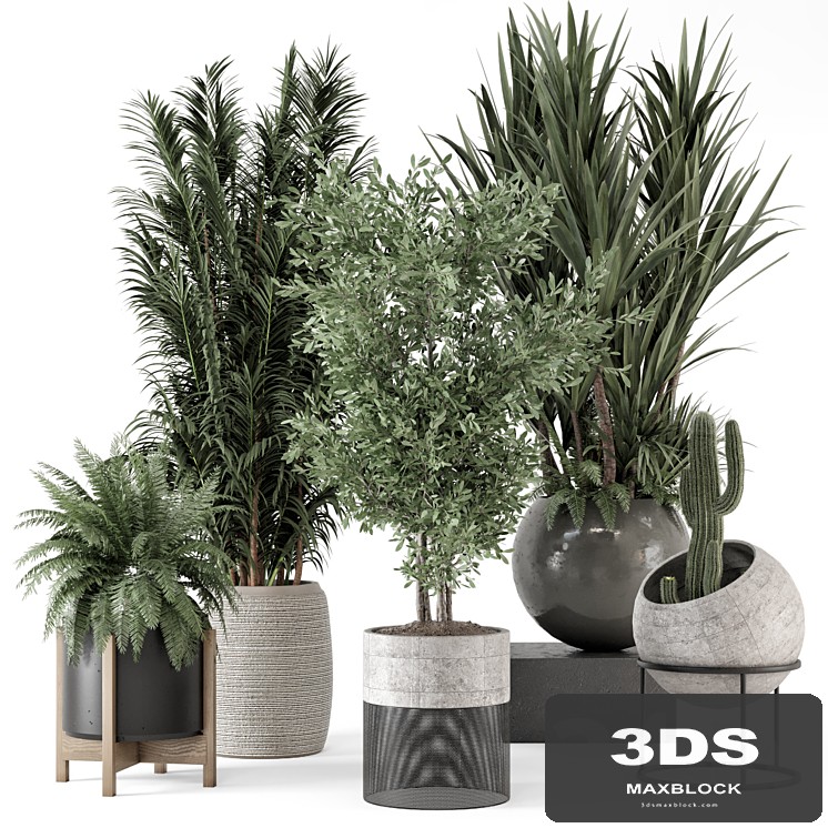 Indoor Plants in Handmade Stone Pot - Set 1857