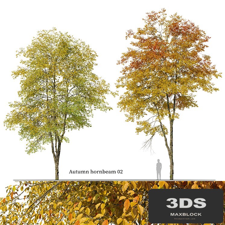 Autumn hornbeam tree 02