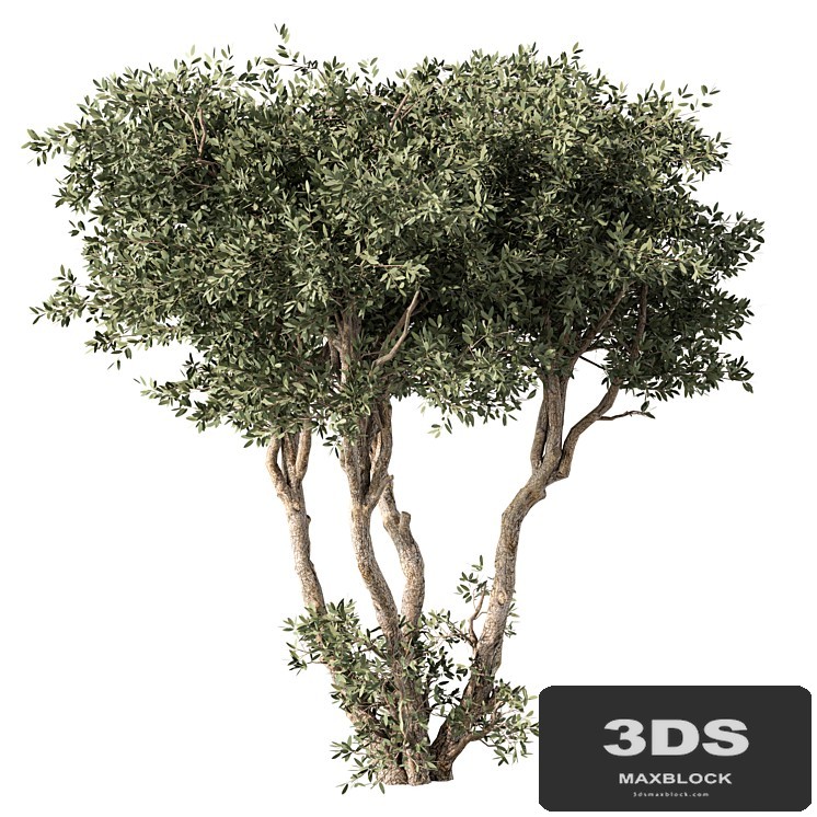 Tree No.65
