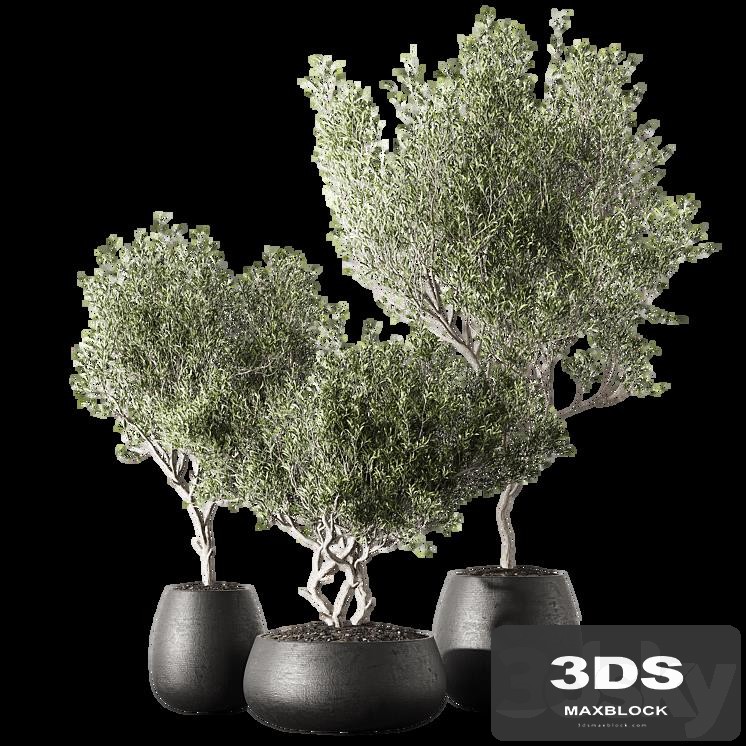 Set of indoor living plants in pots 13