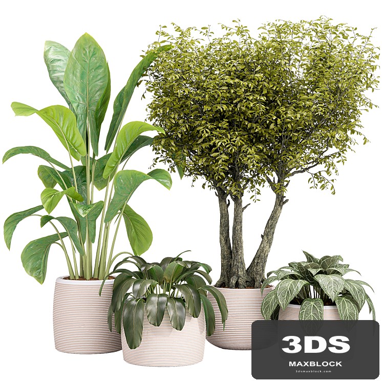 Indoor collection Plants 04