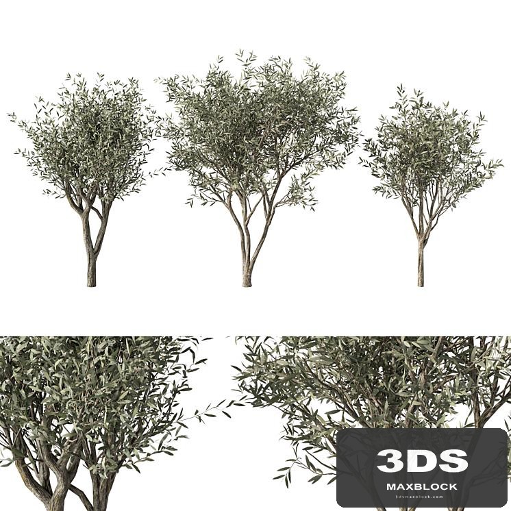 Olive Tree No.71