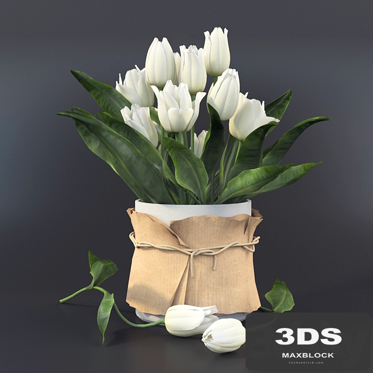 Tulips