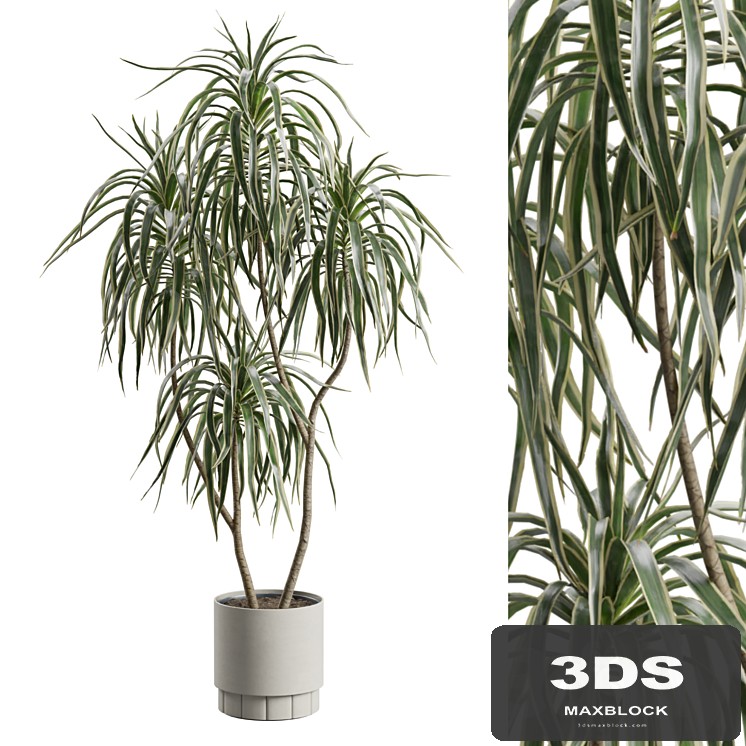 Dracaena Variegata