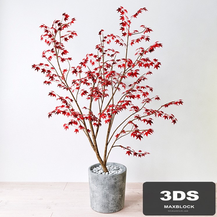 Krasnolistnyh Maple (Maple tree)