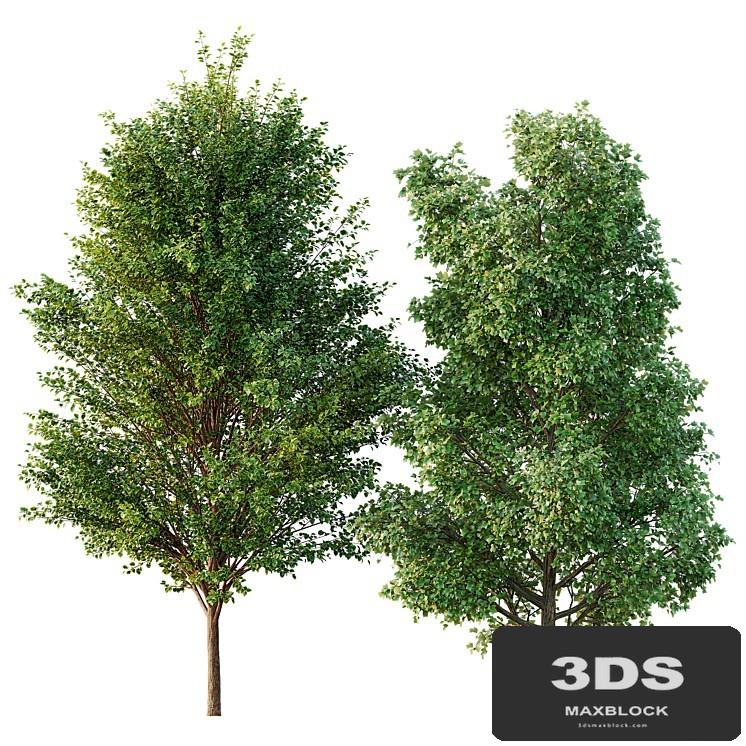 poplar 2 trees