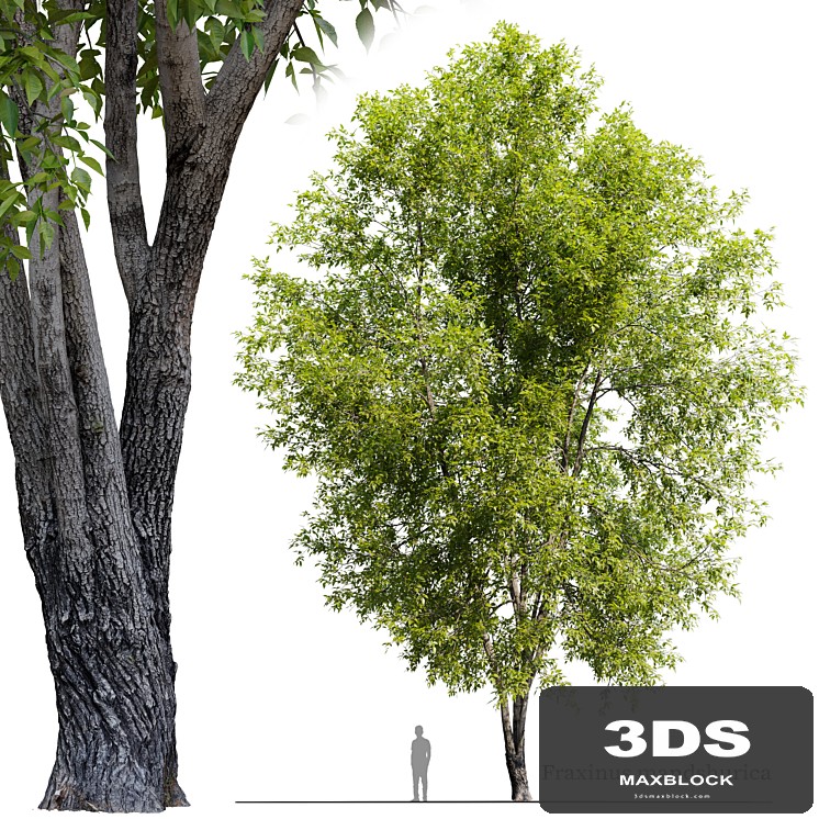 Fraxinus mandshurica 2