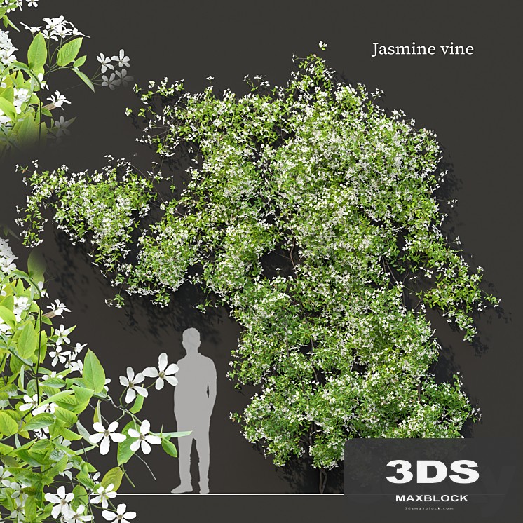 Jasmine vine