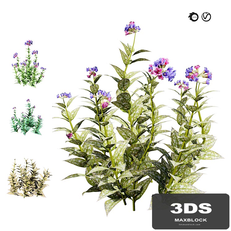 4 Season Lungwort flowers